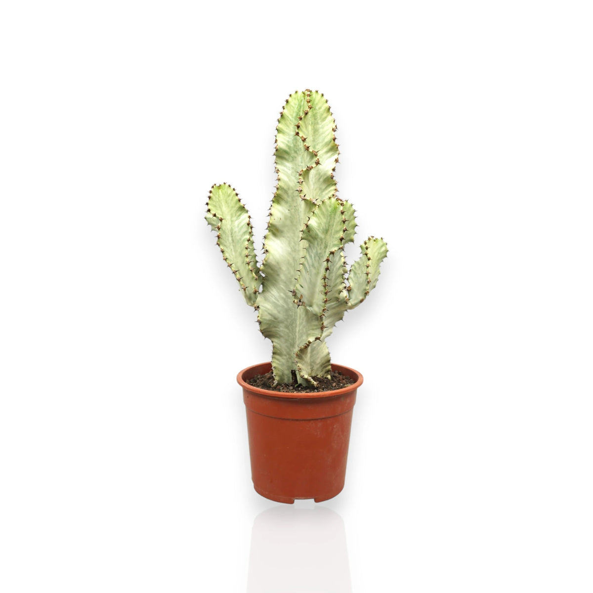 Euphorbia ingens variegata in vaso, cactus candelabro con variegature crema 