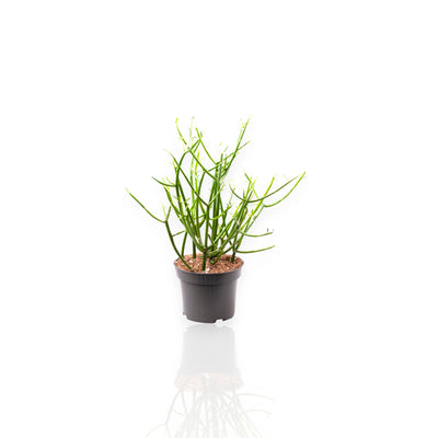 Euphorbia tirucalli pianta matita con rami cilindrici verdi in vaso 