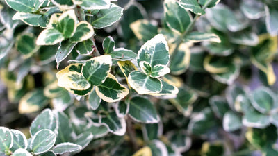 Euonymus fortunei Emerald Gaiety in giardino con fogliame verde bordato di bianco
