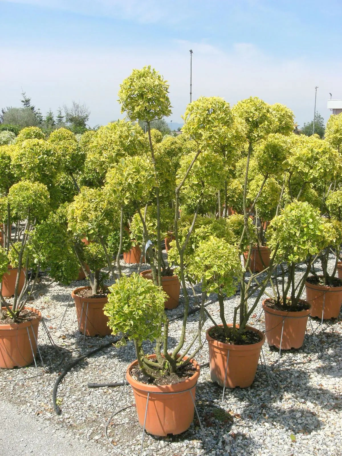 Euonymus japonicus Elegantissimus Aureus in giardino con foglie verdi bordate di giallo oro in vaso