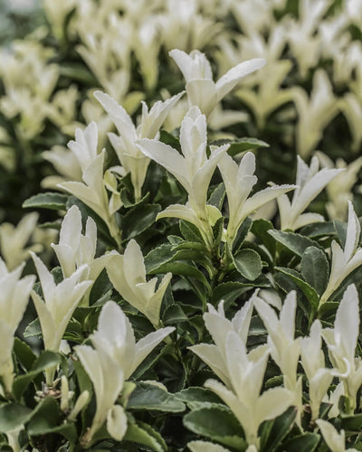 Evonimo - Euonymus japonicus 'Paloma Blanca' dettaglio da vicino