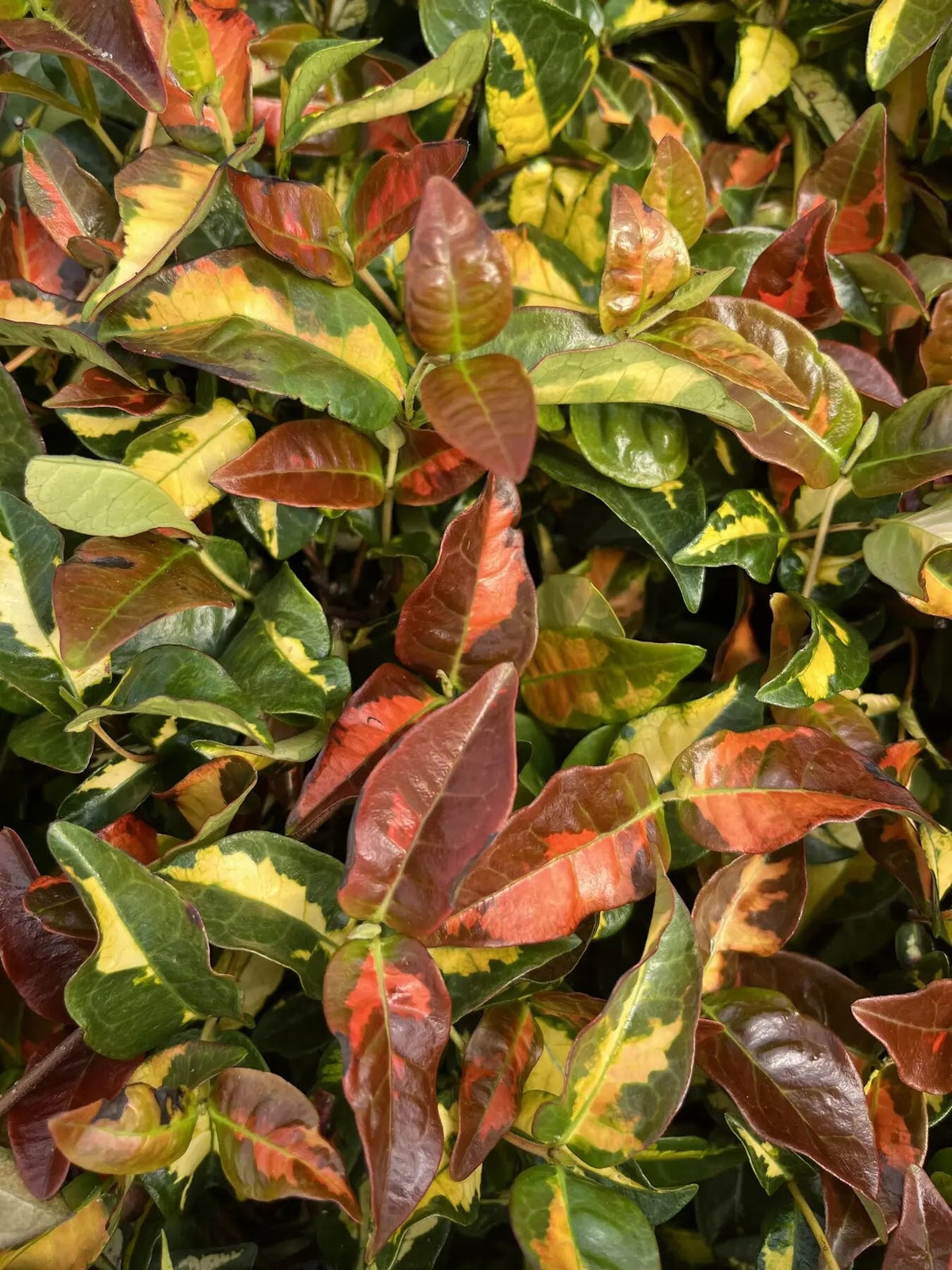 Trachelospermum asiaticum Summer Sunset rampicante con fogliame variegato giallo-verde 