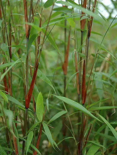 Fargesia Asian Wonder, Bambù cespuglioso non invasivo 