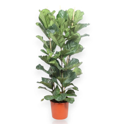 Pianta alta di Ficus a foglia di violino su sfondo bianco.