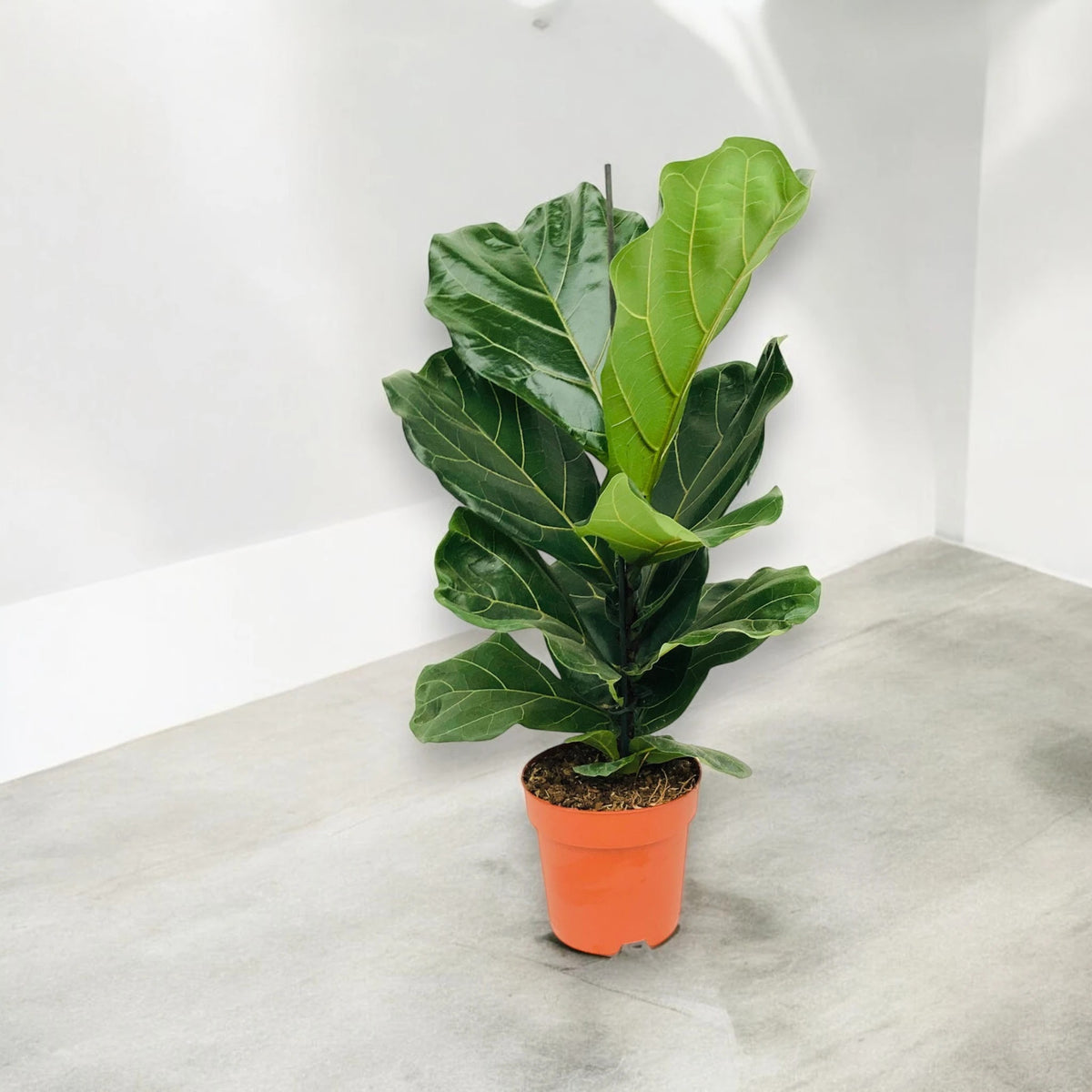 Ficus a foglia di violino posizionato nell'angolo di una stanza.