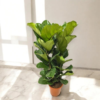 Esemplare di Ficus lyrata in un ambiente moderno e minimale.