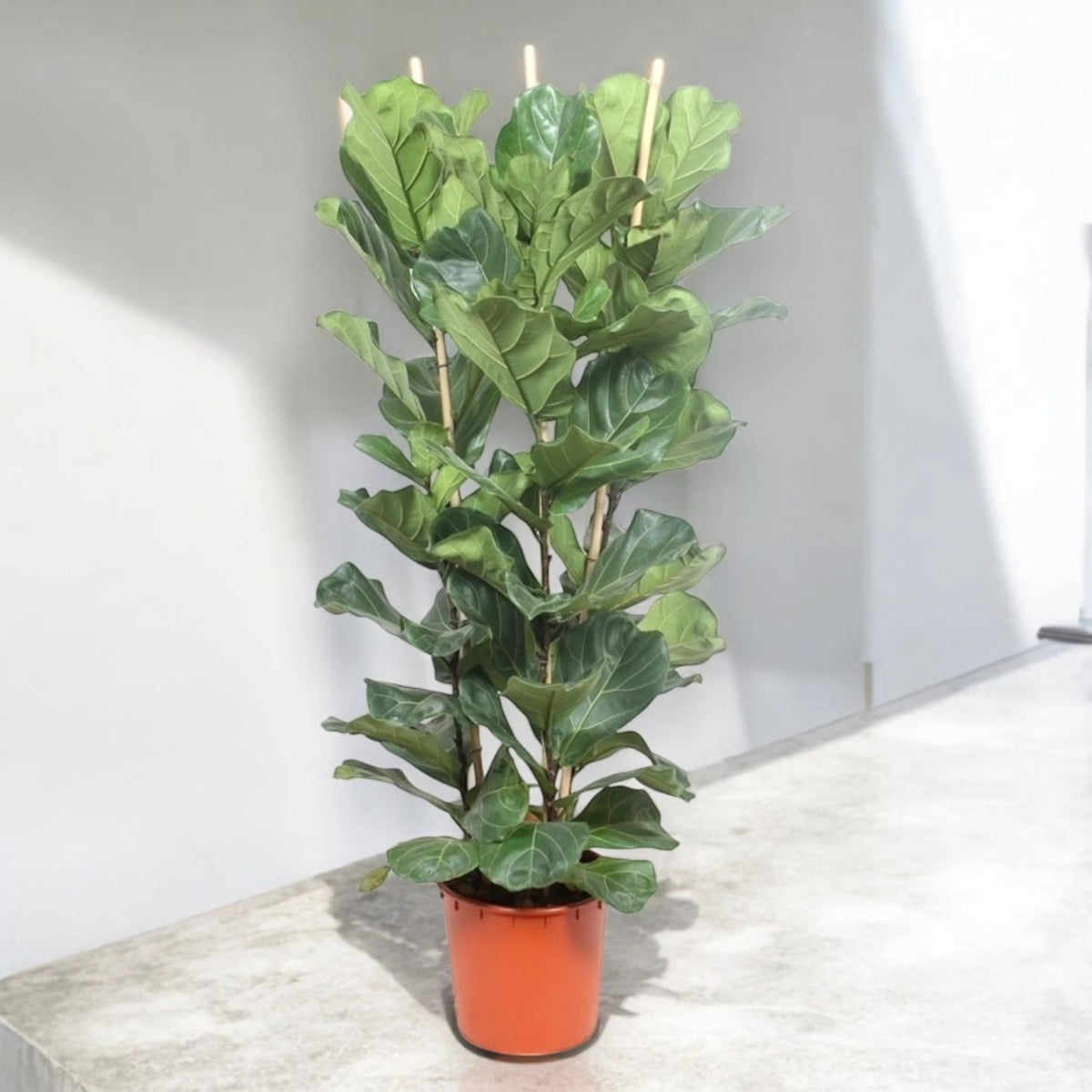 Ficus lyrata d'alto fusto accostato a una parete esterna bianca.