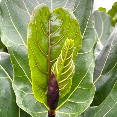 Primo piano di una nuova foglia di Ficus lyrata che germoglia.