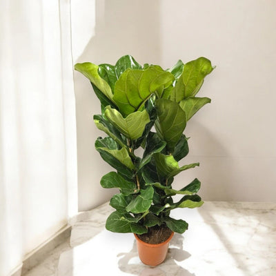 Pianta da interno Ficus lyrata vicino a una finestra soleggiata.