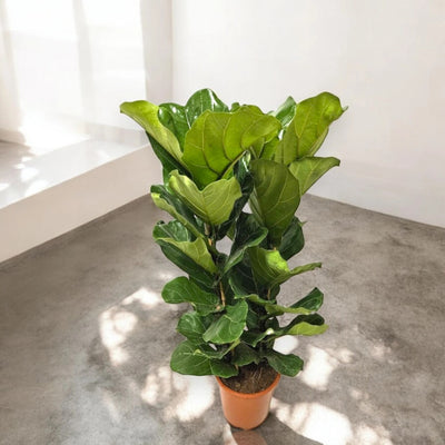 Ficus lyrata illuminato dal sole su pavimento in cemento grigio.