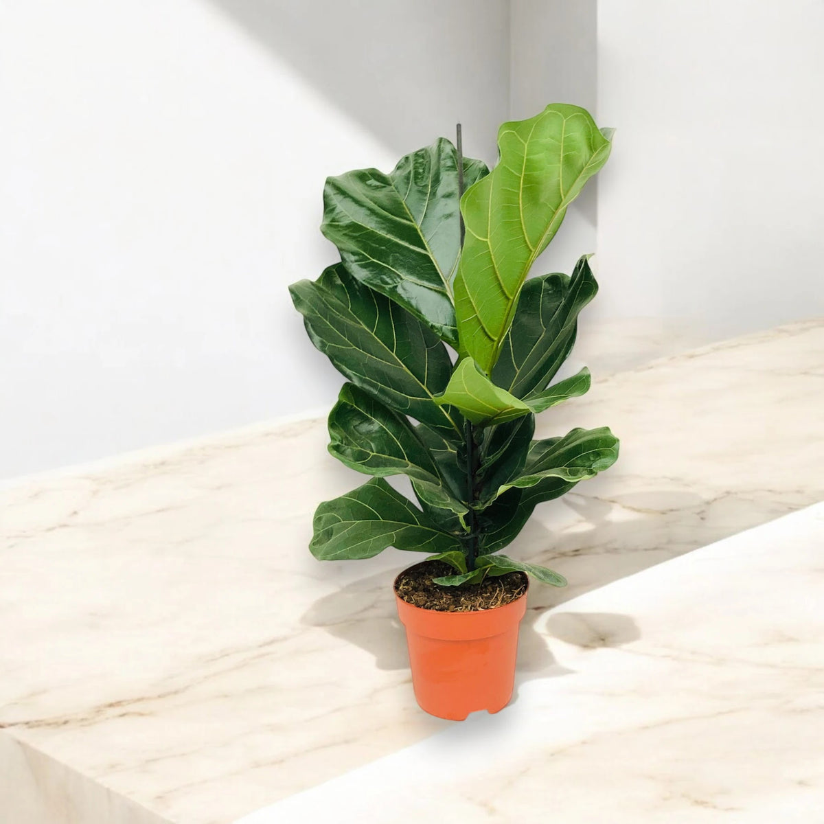 Pianta di Ficus lyrata d'arredamento su pavimento in marmo