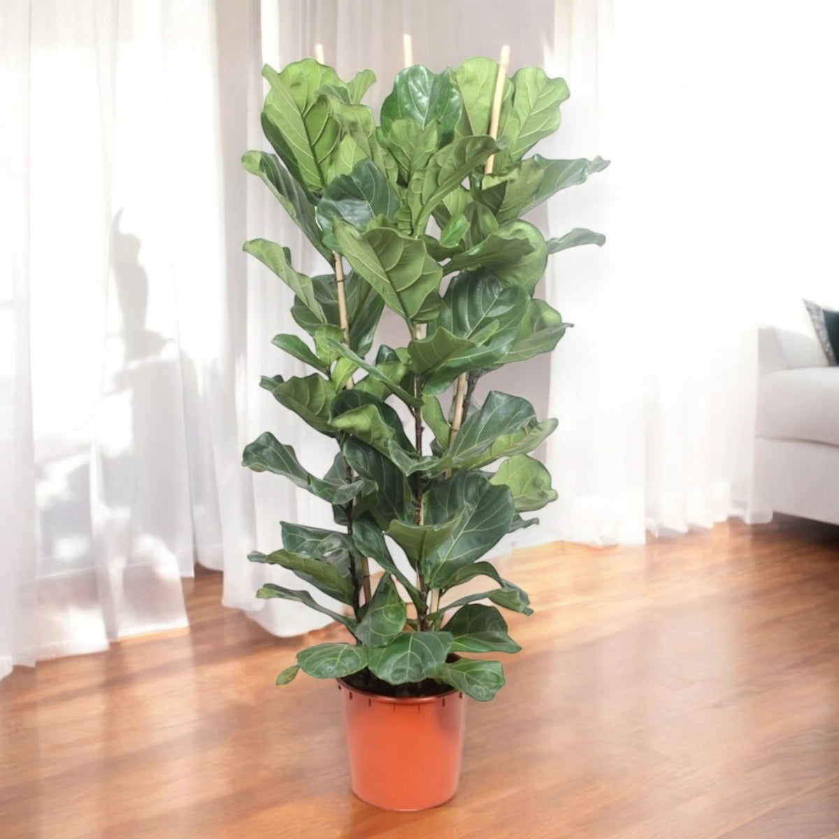 Grande Ficus lyrata ornamentale in un salotto con parquet scuro.