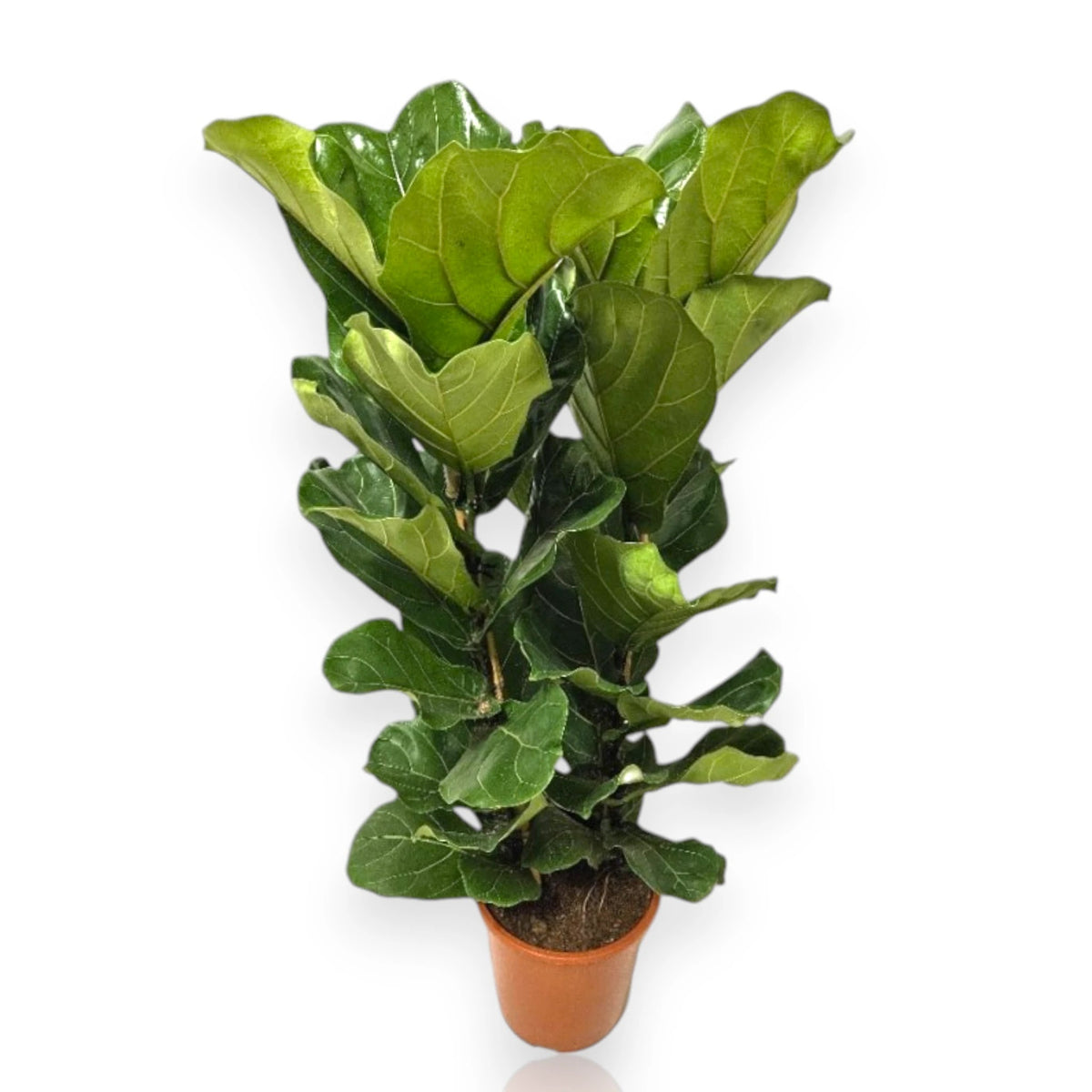 Inquadratura frontale di un Ficus lyrata folto su sfondo bianco.