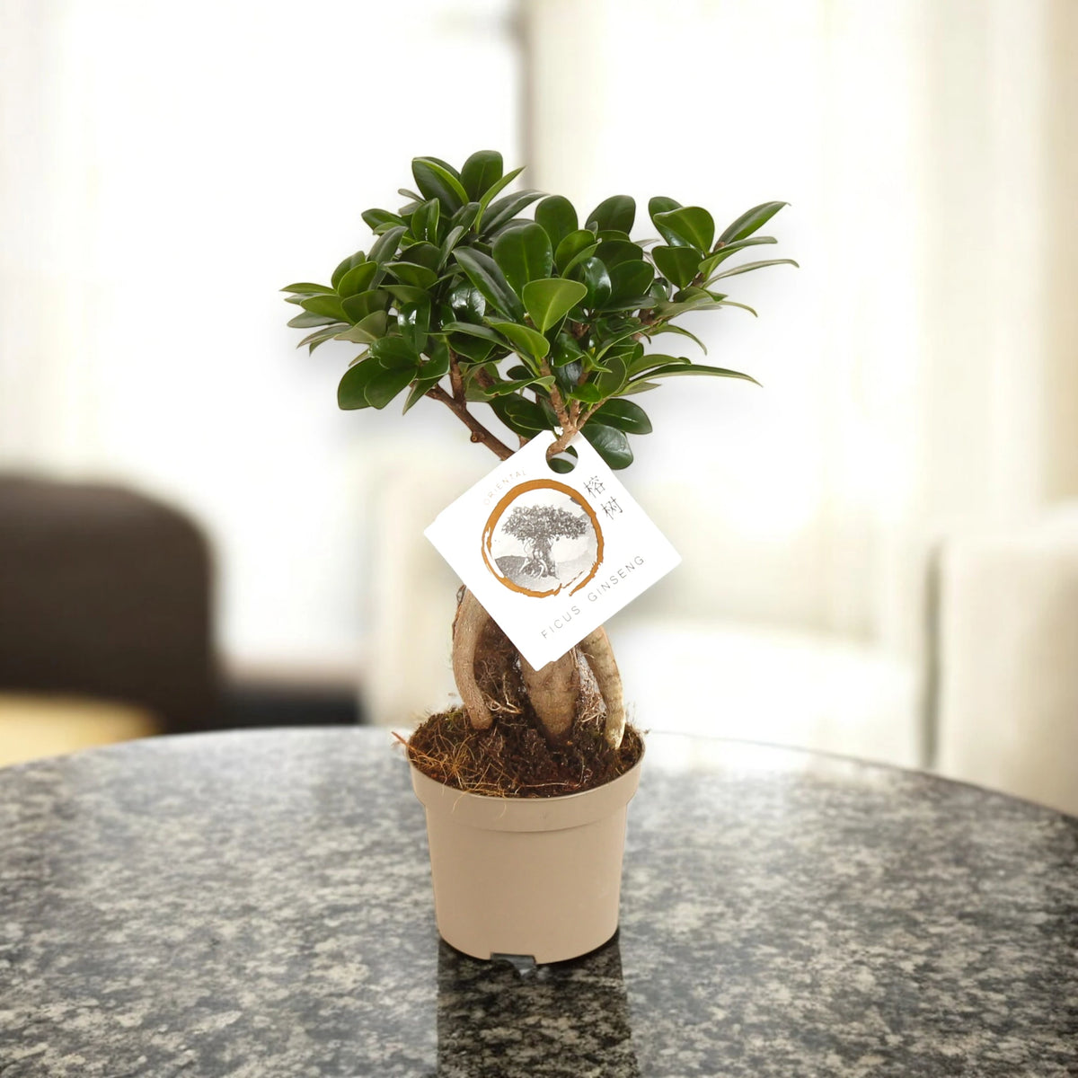 Ficus Ginseng in vaso 