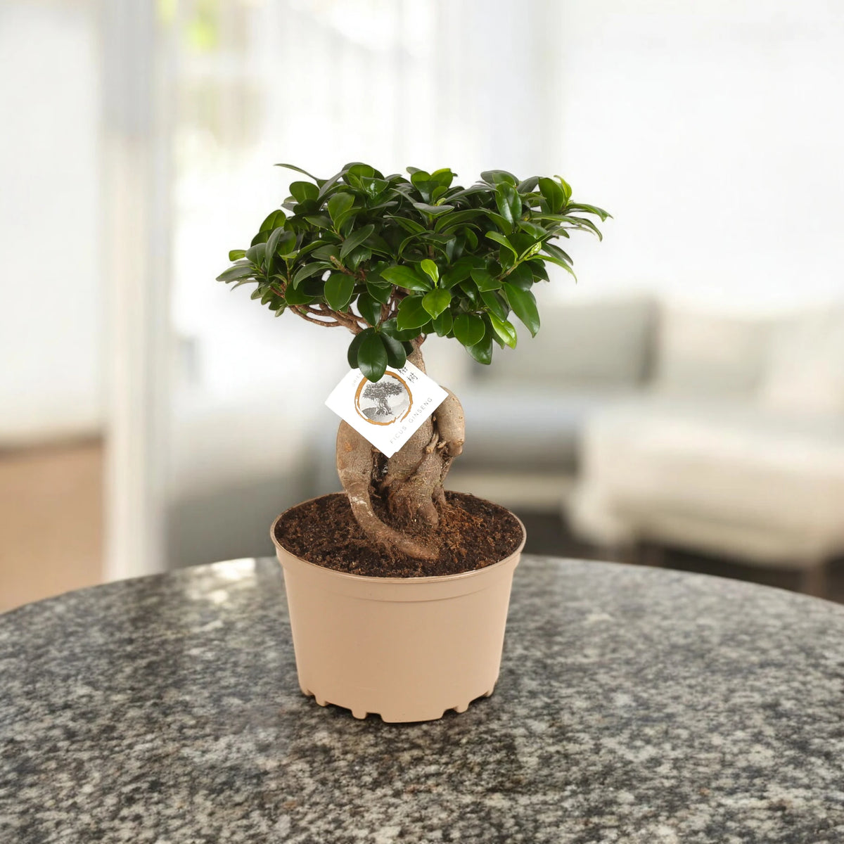Ficus Ginseng su tavolo luminoso 