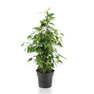 Ficus benjamina 'Anastasia' sfondo bianco