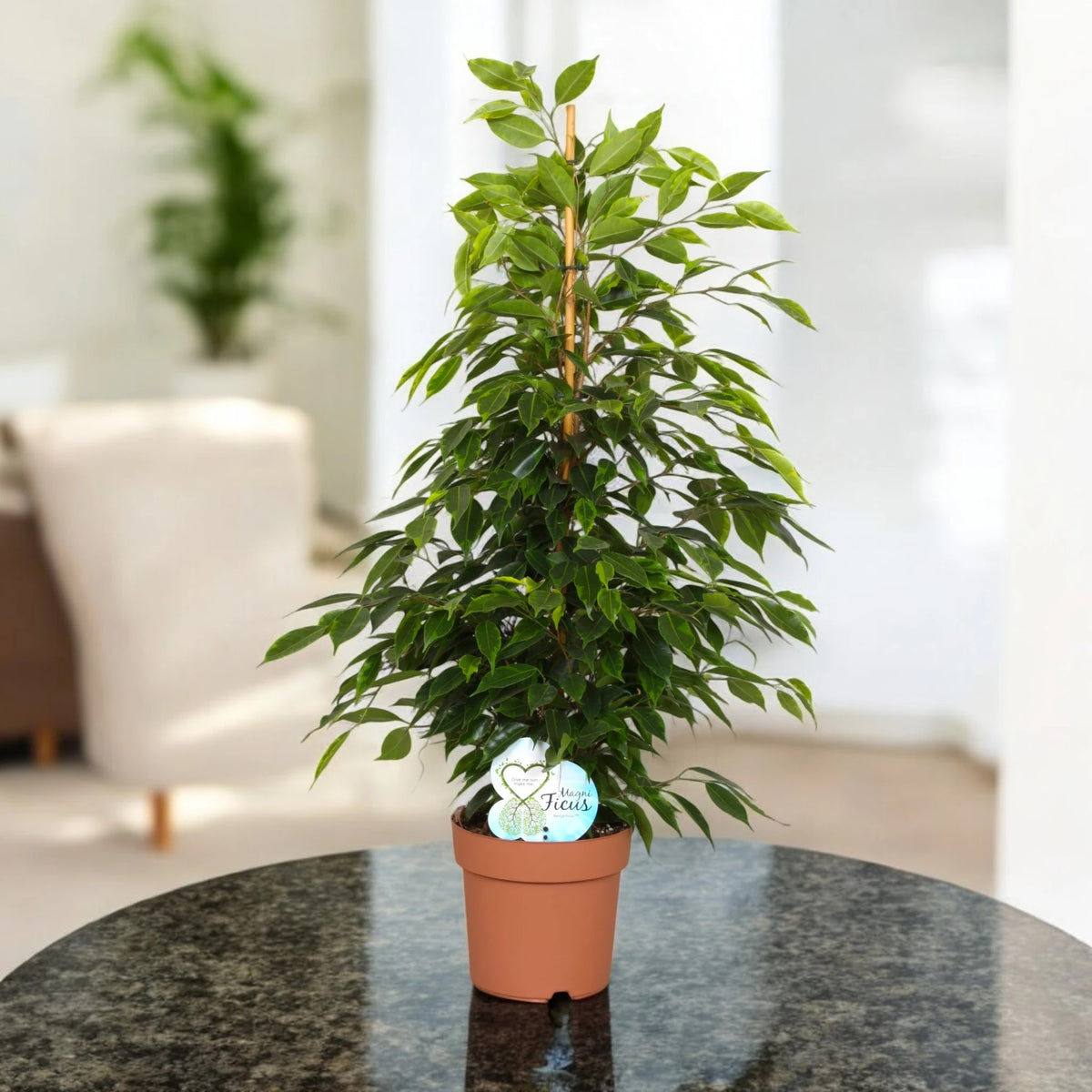 Ficus benjamina 'Anastasia'