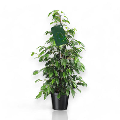 Ficus benjamina Danielle in vaso, pianta da interno con foglie lucide verdi