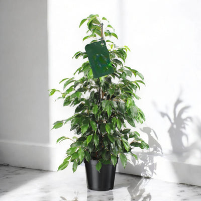 Ficus benjamina 'Danielle'