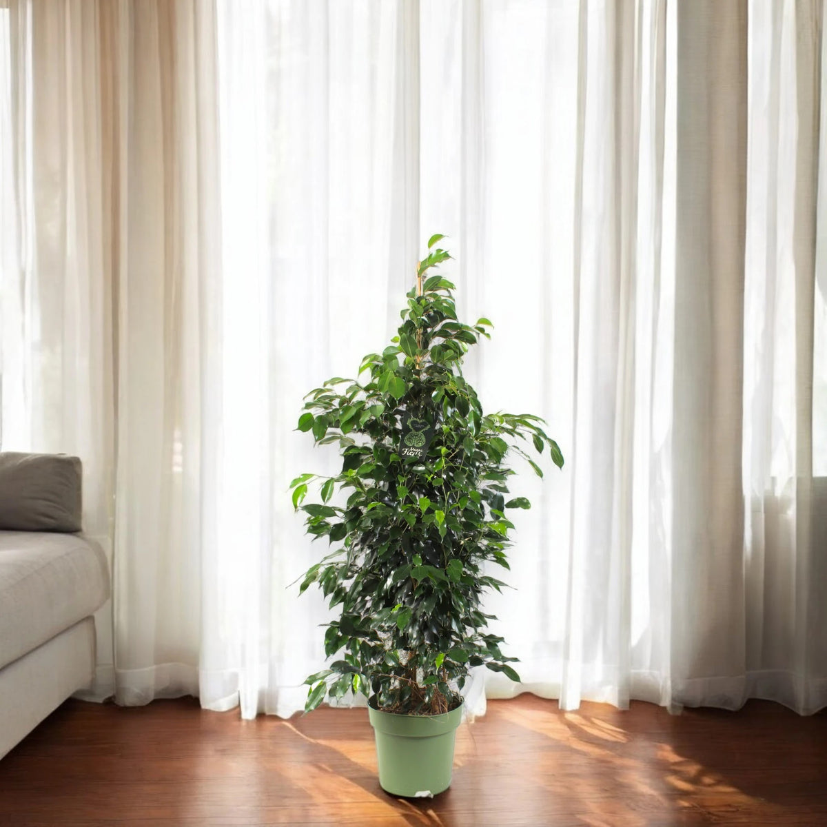 Ficus benjamina 'Danielle'