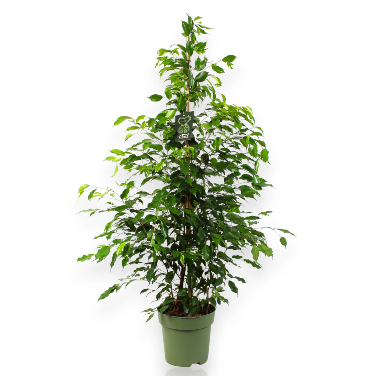 Ficus benjamina Exotica