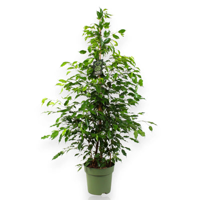 Ficus benjamina Exotica