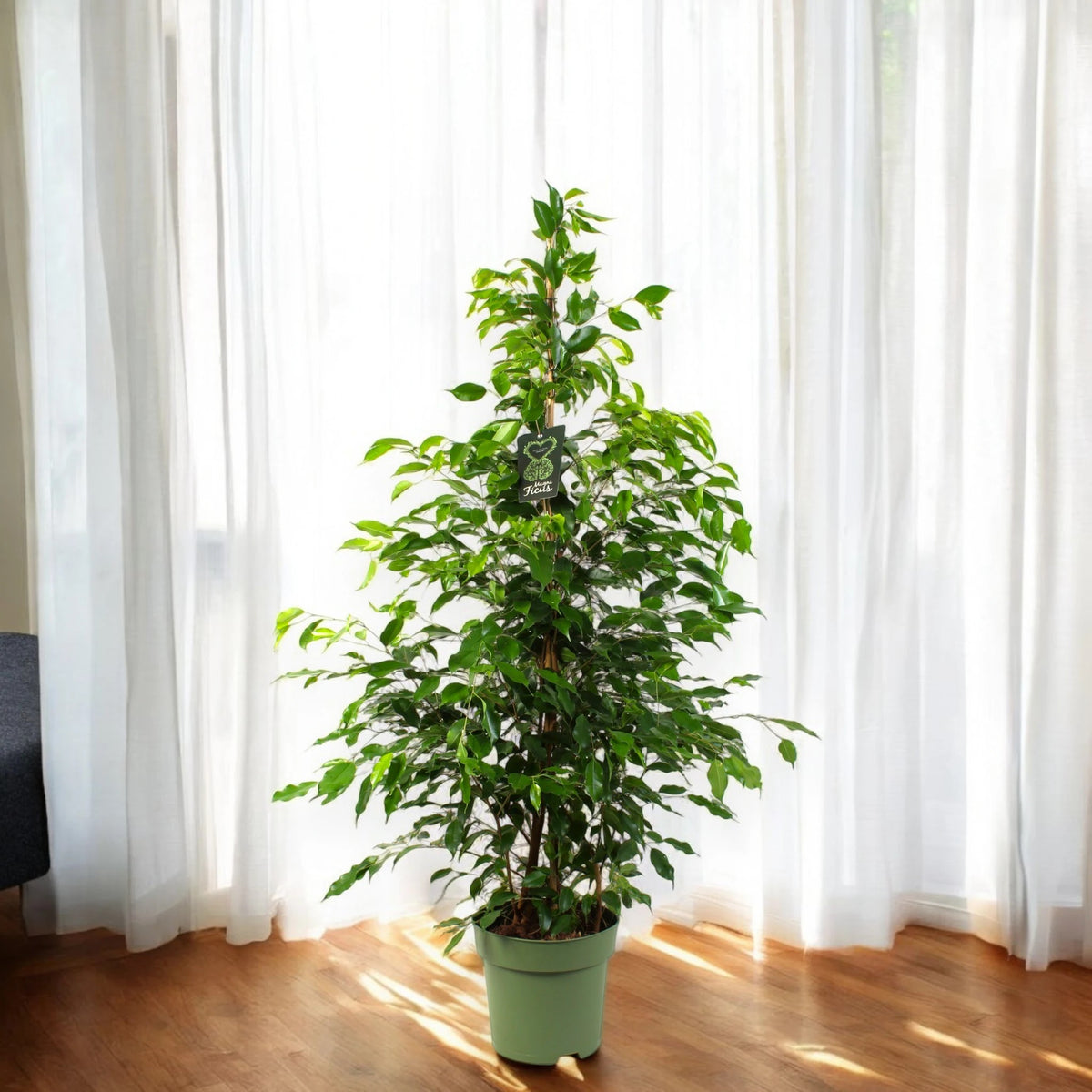 Ficus benjamina 'Exotica' 