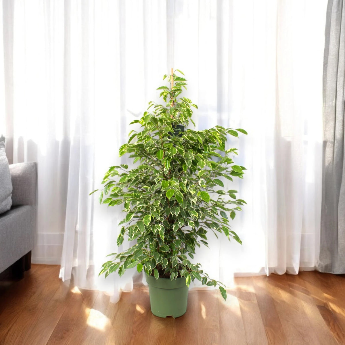 Ficus benjamina 'Golden King'