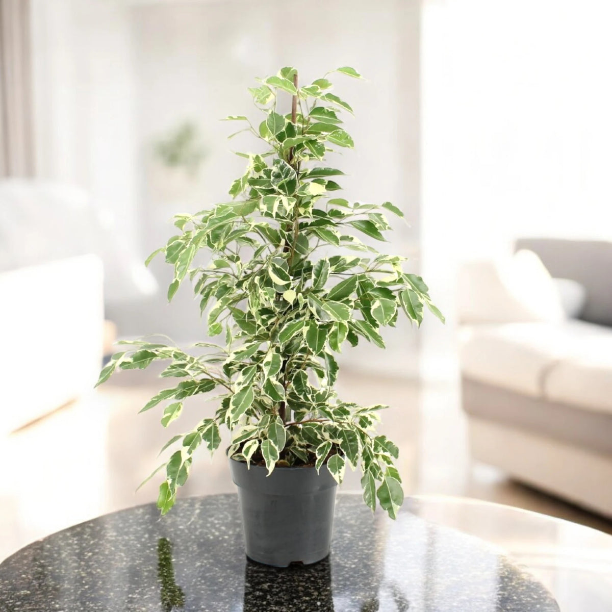 Ficus benjamina 'Twilight'