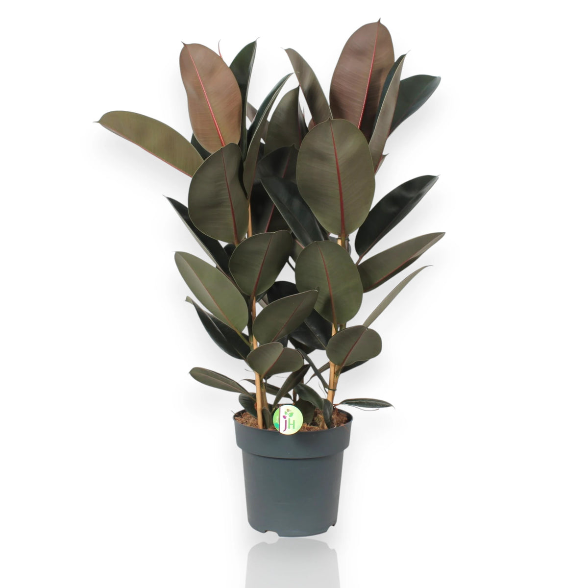 Ficus elastica Abidjan 