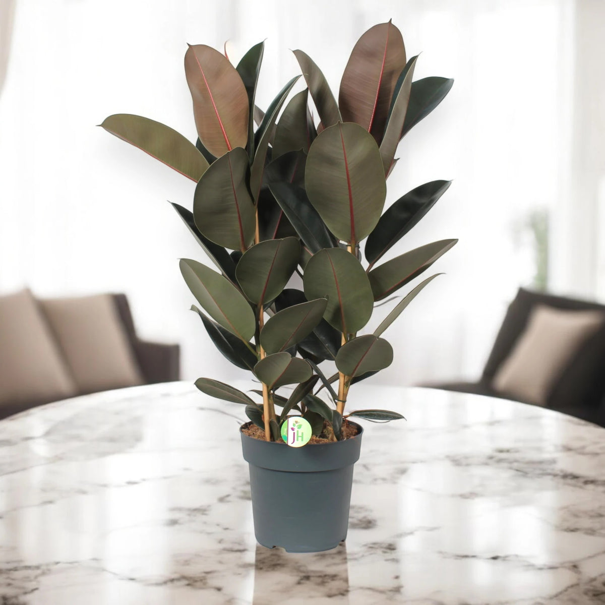 Ficus elastica 'Abidjan'