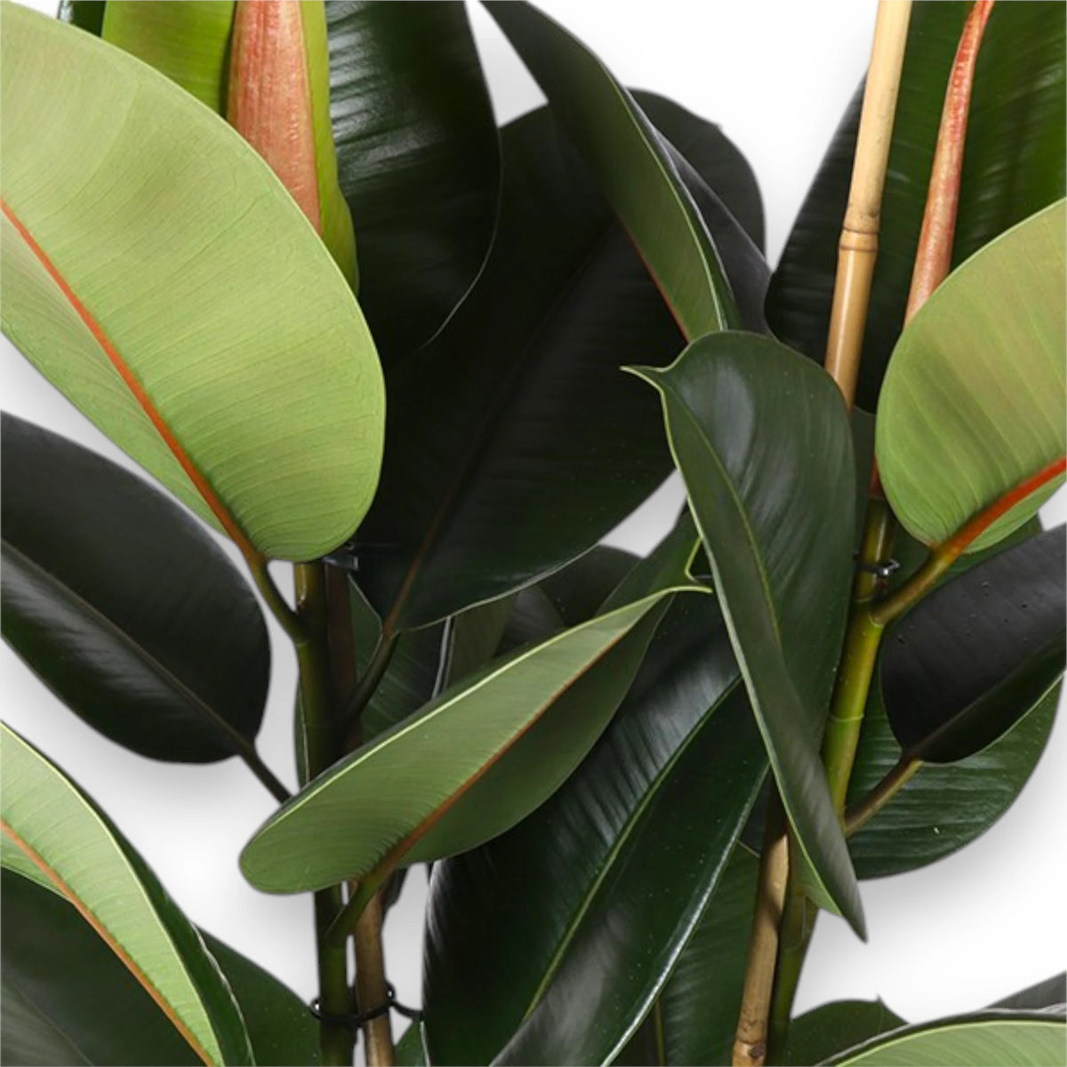 Ficus elastica 'Robusta' dettaglio