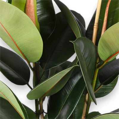 Ficus elastica 'Robusta' dettaglio