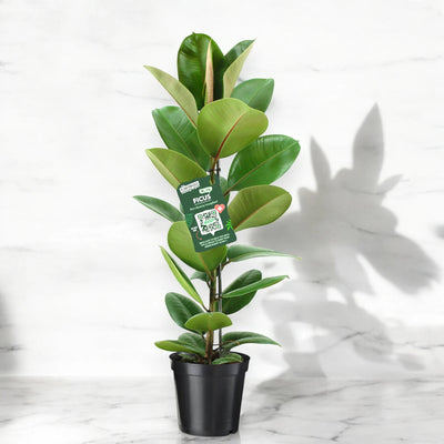 Ficus elastica Robusta