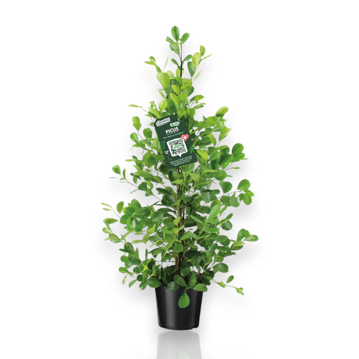 Ficus microcarpa Moclame 