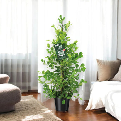 Ficus microcarpa Moclame