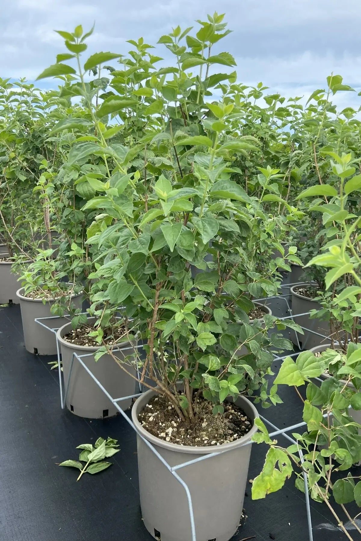 Filadelfo - Philadelphus 'Hybrido Snowflake' in vaso