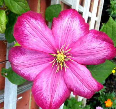 Grande fiore rosa di clematide