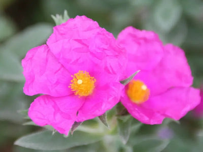Cistus pulverulentus: fiori fucsia in giardino