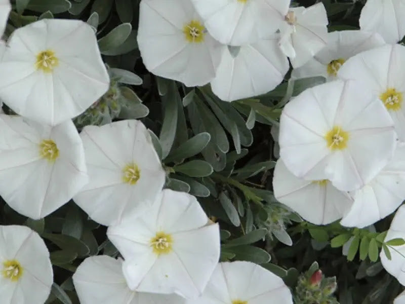 Fiori bianchi imbutiformi con centro giallo di Convolvulus cneorum su foglie argentate