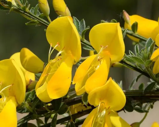 Fioritura gialla di Cytisus scoparius