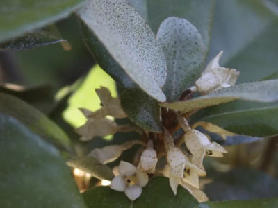 Fiori bianchi di Elaeagnus ebbingei