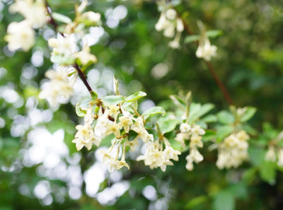 Fiori bianchi di Elaeagnus Compacta