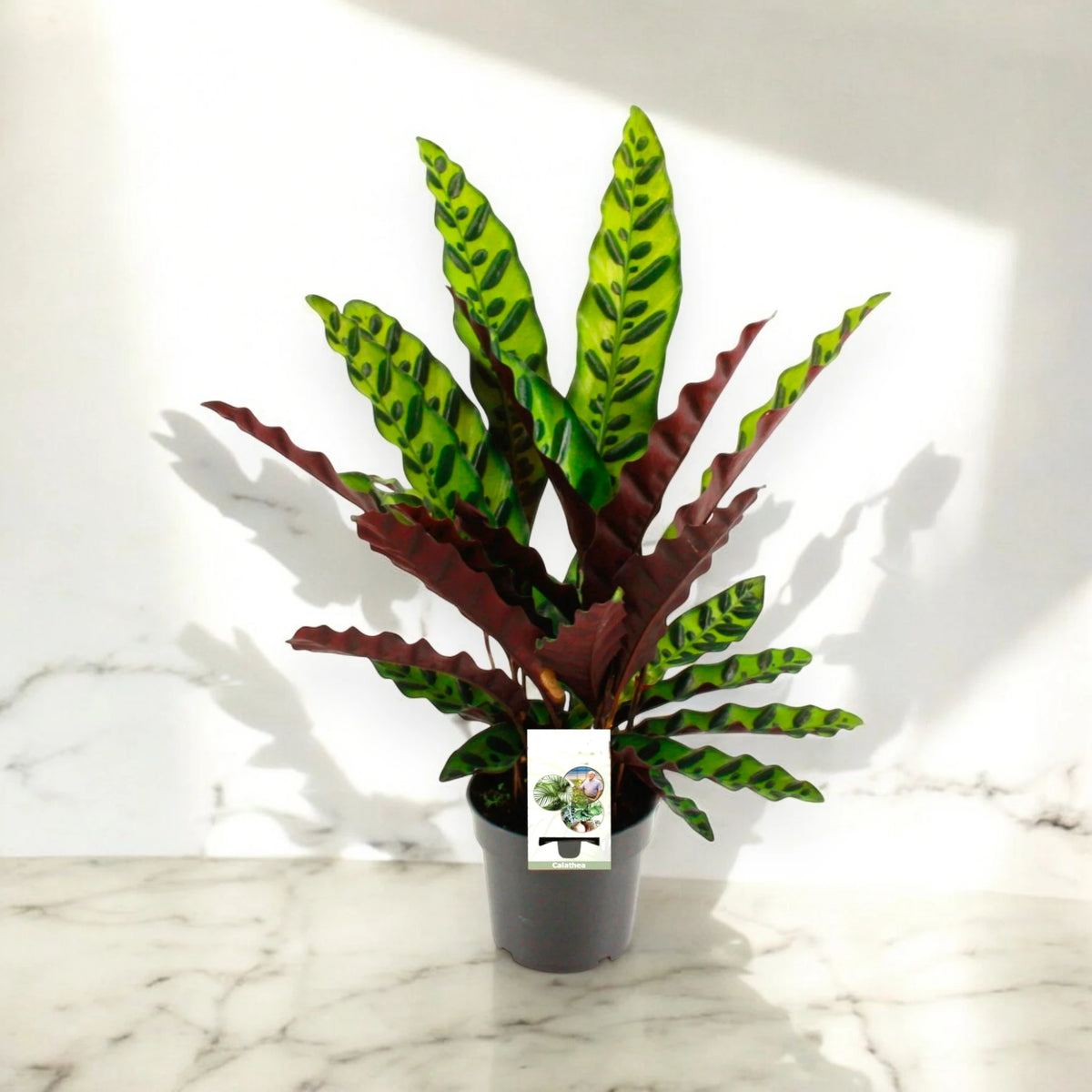 Dettaglio delle foglie di Calathea lancifolia