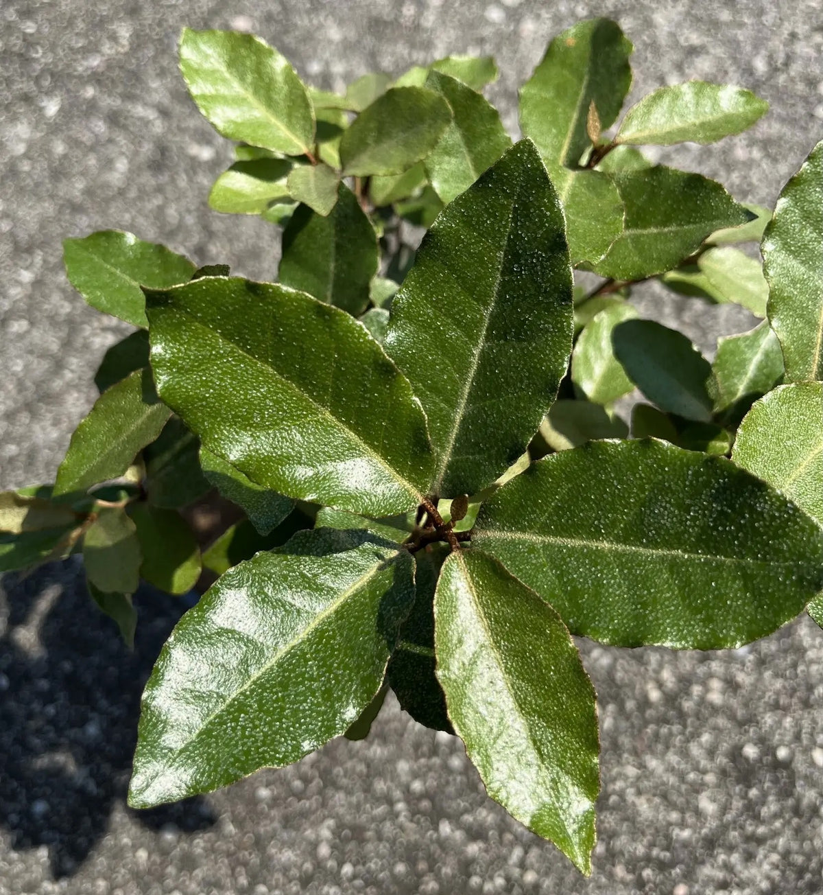 Foglie verdi di Elaeagnus ebbingei Compacta