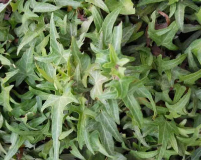Foglie verdi di Hedera Sagittifolia