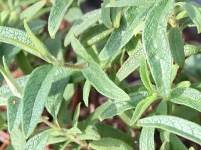 Dettaglio foglie di Cistus × pulverulentus