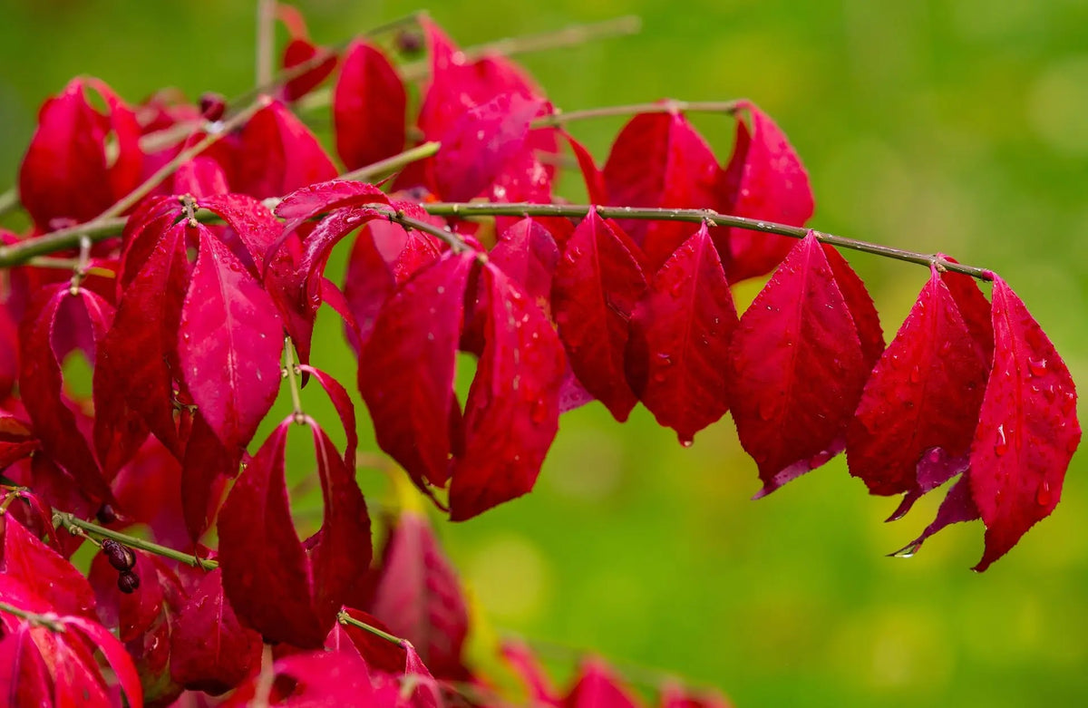 Fogliame autunnale di Euonymus alatus