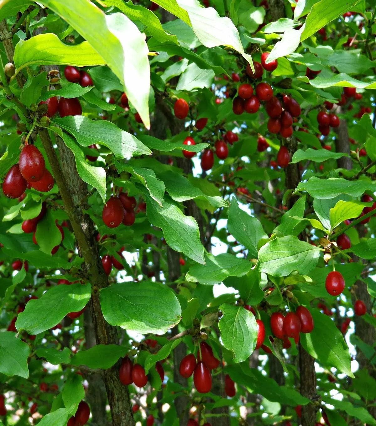 Bacche rosse di Cornus Mas