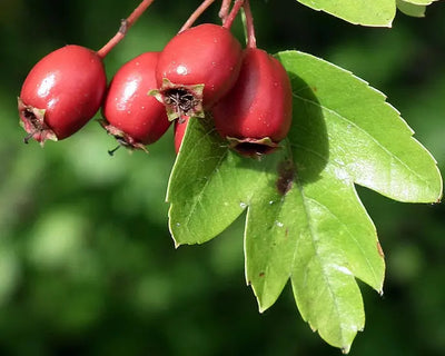 Bacche rosse di Crataegus monogyna